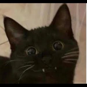 Meet your Posher, Charlee